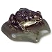 3B Scientific VN709/1 Male Common Spadefoot Toad (Pelobates Fuscus)