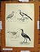 Antique Print C1800-1870 Common Snipe Bird Water Rail