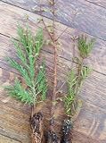 Redwood Tree Sapling Trio