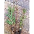 Redwood Tree Sapling Trio