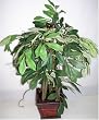 24" Silk Olive Tree