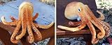 Stuffed Octopus