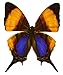 Framed Violet Daggerwing Butterfly Riker Mount (5