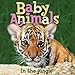 Baby Animals In the Jungle
