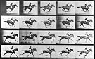 Horse in motion, photo Eadweard Muybridge (Print On Demand)