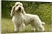 DOG - Petit Basset Griffon Vendeen, side profile - 20 Inch Canvas Print (51 cm) by Ardea