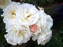Heirloom Own Root Found Rose 'Prom Queen' Climber