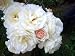 Heirloom Own Root Found Rose 'Prom Queen' Climber