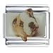 Animal Photo Bulldog Brown Italian Charms Bracelet Link