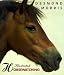 Book Illustrated Horsewatching