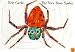 The Very Busy Spider (Board Book)