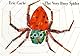 The Very Busy Spider