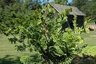 Chamaecyparis Obtusa Vokel's Upright - Hinoki Cypress Tree - Pot Size #1 Gal.