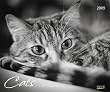 Cats 2009