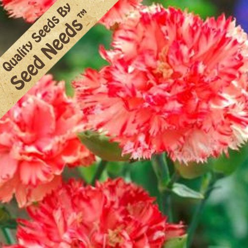 100 Flower Seeds, Carnation 100 Flower Seeds, Carnation