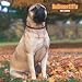 Bullmastiffs 2007 Calendar
