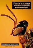 Fossils in amber : remarkable snapshots of prehistoric forest life
