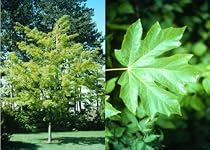 Acer mandschuricum: Manchurian Maple Seeds