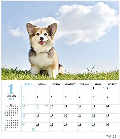 Multiplied APJ Corgi 2016 Calendar Wall No.016 1000066692