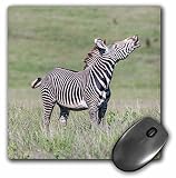 Danita Delimont - Martin Zwick - Zebra - Grevys Zebra is the largest wild equid, endangered, Kenya, Africa. - MousePad (mp_189007_1)