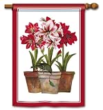 BreezeArt 3 Amaryllis 28 x 40 Decorative Flag