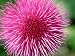 Melancholy Thistle, Cirsium Heleniodes Close-up of Flower Highlands, Scotland Photogr...