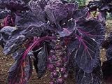 Rosenkohl - Red Bull - 50 Samen