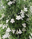 Bridal Bouquet Vining Snapdragon 20 Seeds - Vine