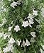 Bridal Bouquet Vining Snapdragon 20 Seeds - Vine