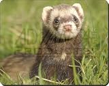 CUTE POLECAT FERRET GIFTS Mouse Mat