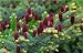 Acrocona Norway Spruce 2 - Year Graft