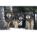 Wolves (Three Wolves in Snow) Art Poster Print - 24x36