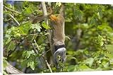 Canvas Prints of Emperor Tamarin from Ardea Wildlife Pets
