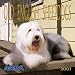 Old English Sheepdogs 2001 Calendar