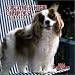 Cavalier King Charles Spaniels 2004 Mini Calendar