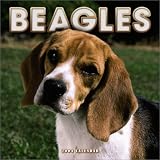 Beagles 2004 Calendar
