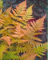 Hardy Autumn Fern - Dryopteris - SHADE - Bronze Foliage