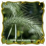 Canada Wild Rye (Elymus canadensis) Jumbo Seed Packet - 1000 Seeds