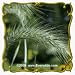 Canada Wild Rye (Elymus canadensis) Jumbo Seed Packet - 1000 Seeds