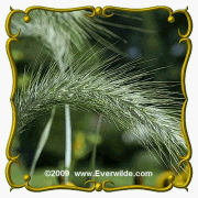 1 Lb Canada Wild Rye (Elymus canadensis) Bulk Seeds1 Lb Canada Wild Rye (Elymus canadensis) Bulk Seeds