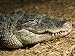 American Alligator Shows his Teeth as He Lays on Wood Chips, Henry Doorly Zoo, Nebras...