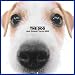 Artlist Collection the Dog 2005 Calendar Jack Russell Terrier (Multilingual Edition)