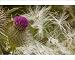 Photographic Prints of Woolly Thistle flower and seeds; autumn from Ardea Wildlife Pets