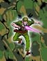 Sgt. Rock's Combat Tales, Vol. 1