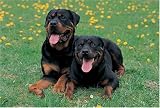 Rottweiler 1000 Piece Jigsaw Puzzle (07)