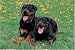   - Rottweiler 1000 Piece Jigsaw Puzzle (07)