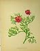 Pheasant'S Eye Flower Plant C1880 Colour Botanical