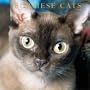 Burmese Cats: 2003