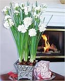 Paperwhite Ziva in a Flared Scrollwork Pot