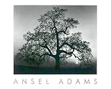 Oak Tree Sunset by Ansel Adams - 24 x 30 inches - Fine Art Print / Poster